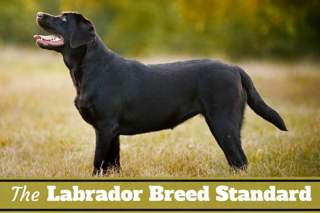 Breed lab