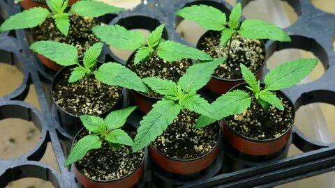 Plant sales