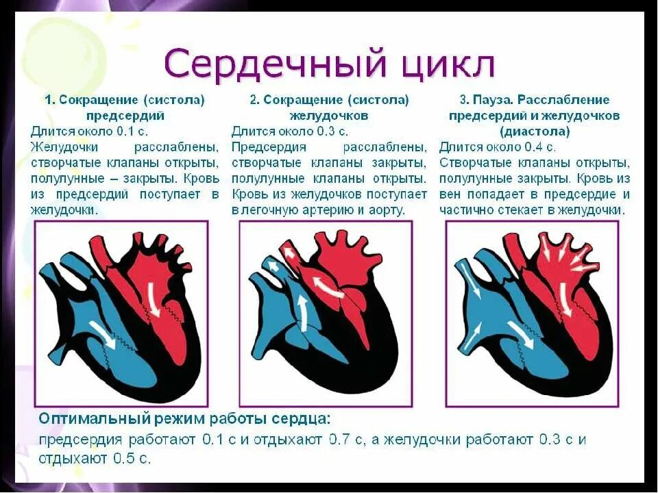 Как изменяется сердечный цикл во время физической