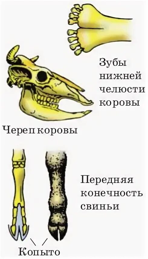 Каковы особенности зубной системы парнокопытных. Челюсть непарнокопытных. строение зубов непарнокопытных. челюсть парнокопытных. череп парнокопытных.