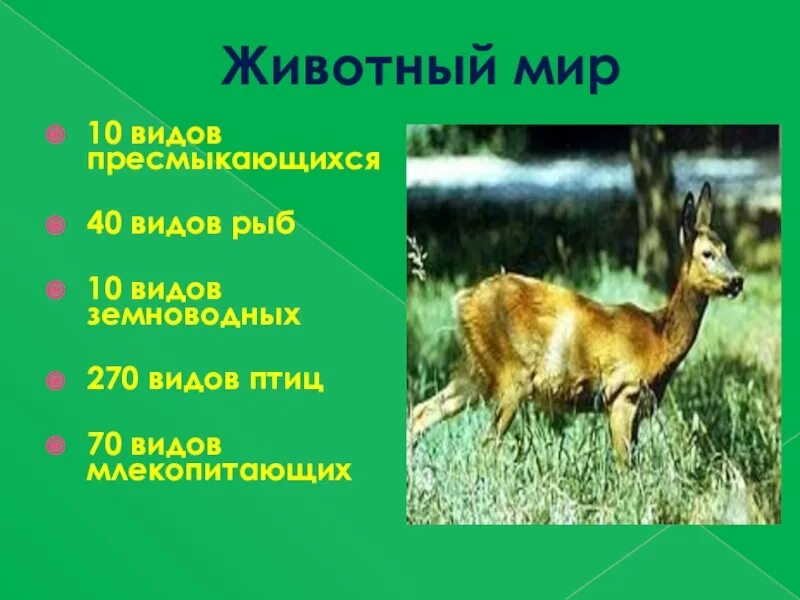 Животные и растения башкортостана. Растительный и животный мир башкортостана. животные башкортостана. животный мир башкирии. животные и растения башкирии.