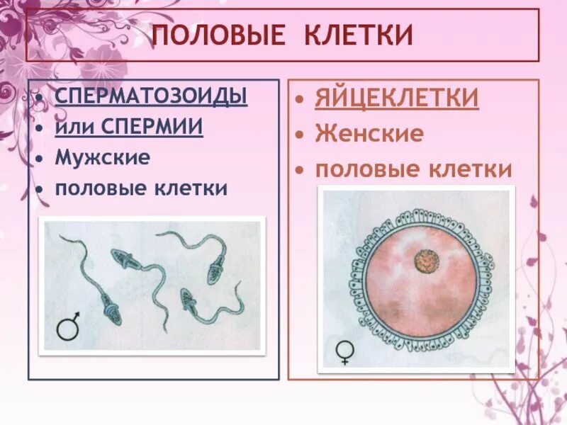 Мужская половая клетка. Половые клетки. Мужские и женские половые клетки. Мужские половые клетки. Половые клетки животных и растений.