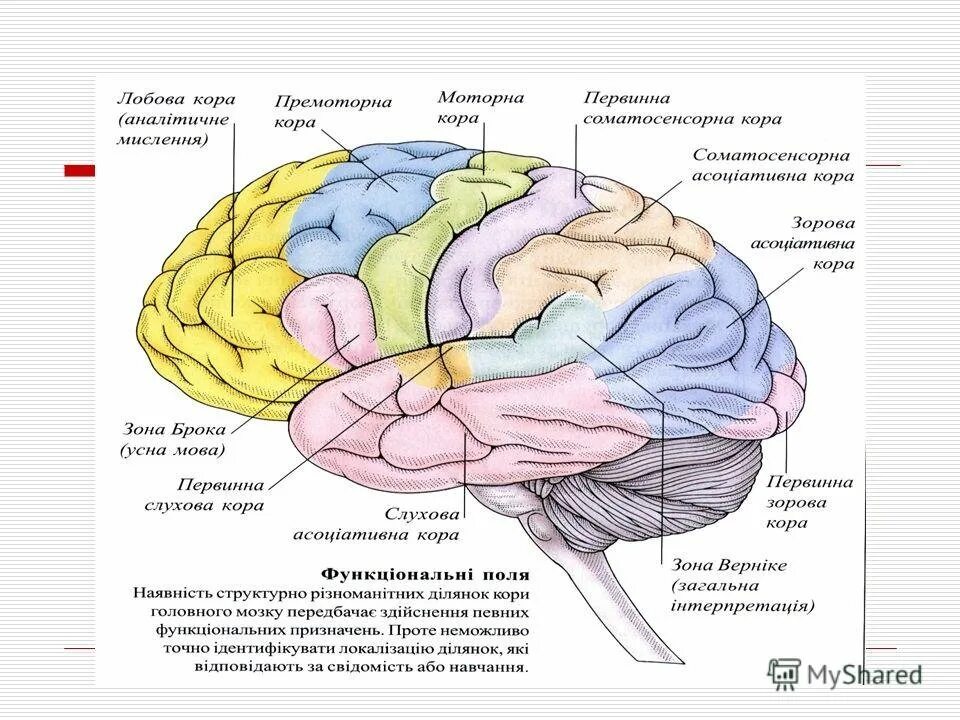 Функциональные зоны больших полушарий головного мозга. Функциональные зоны коры больших полушарий, их локализация и функции.. Функции коры больших полушарий головного мозга их локализация. Функции задней коры мозга