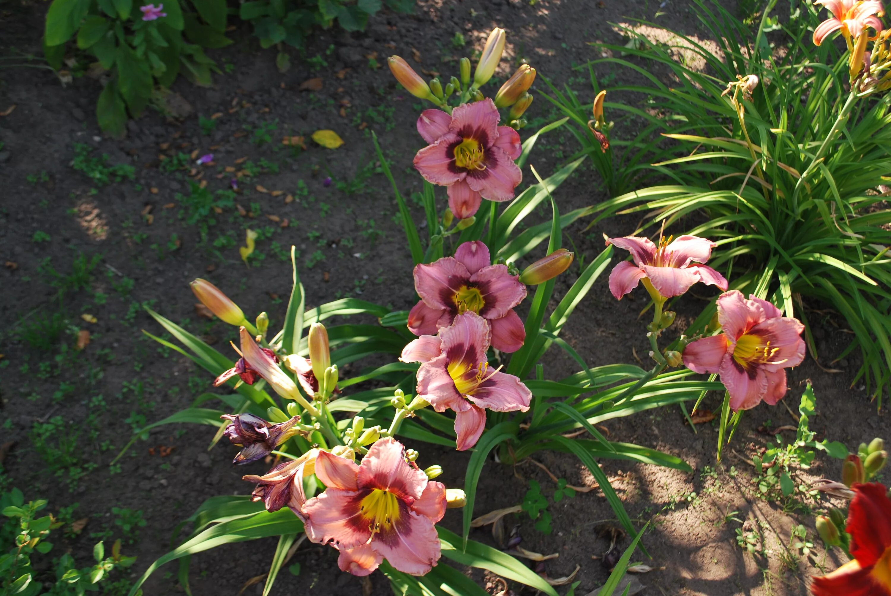 Always afternoon. лилейник олвейз афтернун. лилейник олвейс афтенун. лилейник олвейз афтернун. лилейник олвейс афтернун.