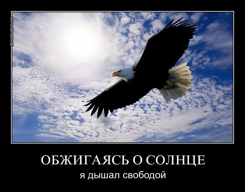 Приехав в орел у нас появилось много. Мотиваторы. с днем рождения орел в небе. открытка с орлом. доброе утро орел.
