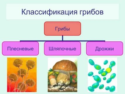 Грибы как класс растений