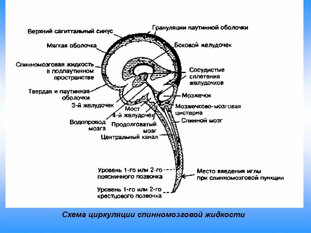 Ликворная система головного мозга схема. Схема циркуляции ликвора. Схема оттока цереброспинальной жидкости. Схема циркуляции спинномозговой жидкости. Ликворные изменения мозга