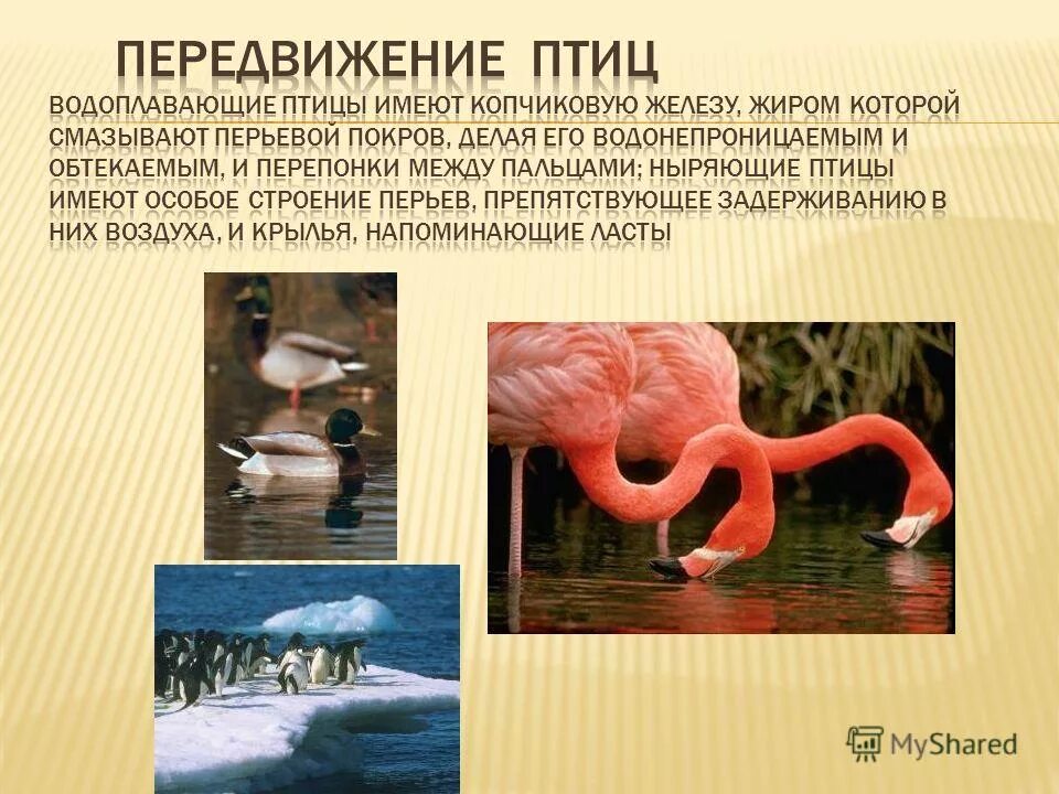 Водная среда обитания птиц. Приспособленность организмов к среде обитания птицы. Животное приспособленное к среде обитания. Фламинго приспособление к среде.