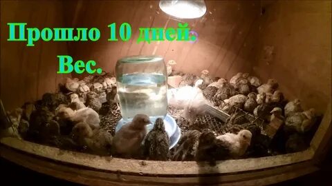 День перепелки
