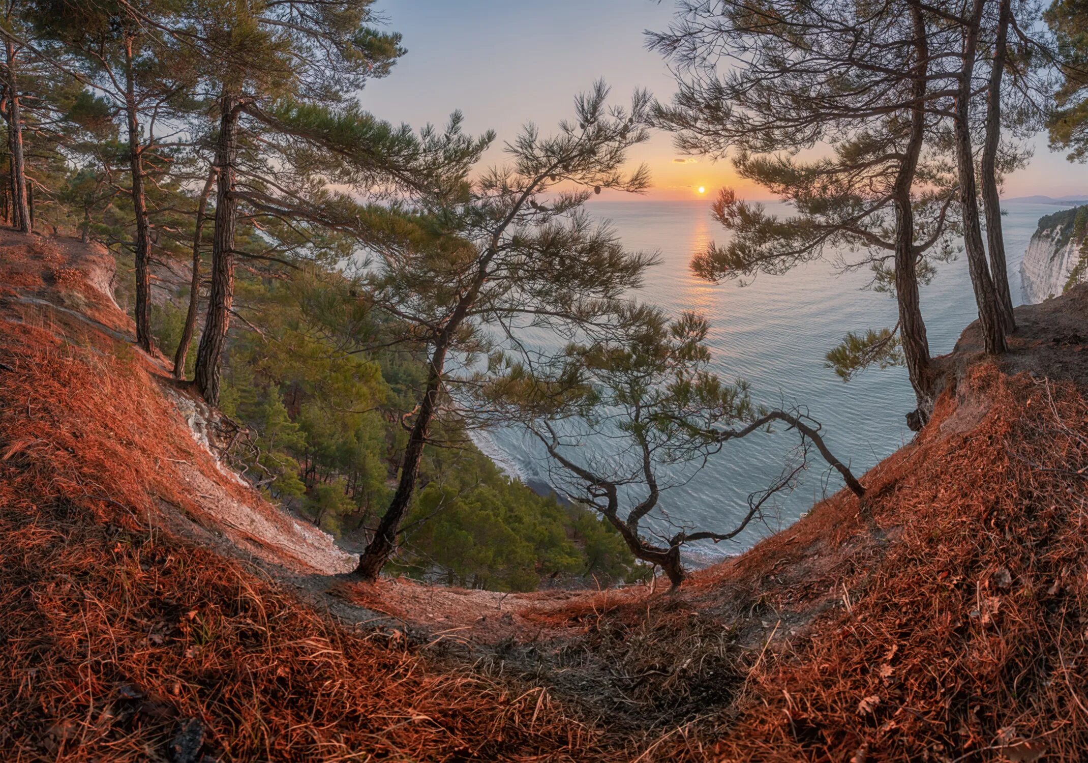 Пицундская сосна в геленджике. Джанхот бор пицундской сосны. Джанхотский бор. Бор пицундской сосны в геленджике. Джанхотский бор.