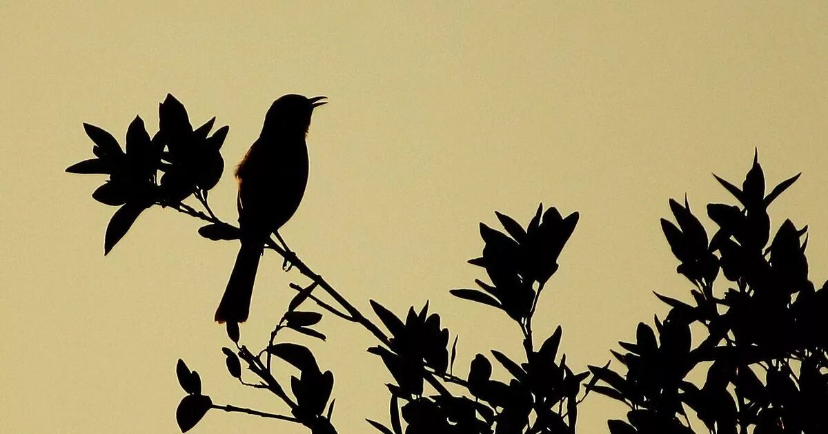 Эхо как птица пересмешник. Пересмешник. птички для обоев пересмешник. пересмешник эстетический рисунок. силуэт пересмешника прозрачный фон.