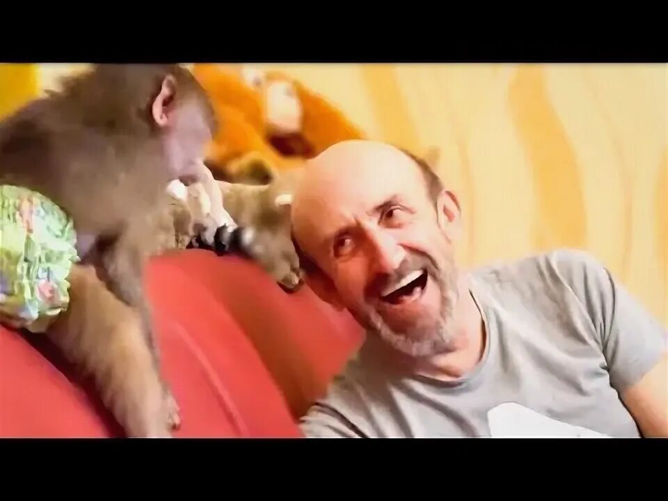 Обезьяна люська. Приключения ангелины и гамадрилёнка люси в тайгане. Люся степа маня гамадрил тайган. Гамадриленок степка. Тайган.