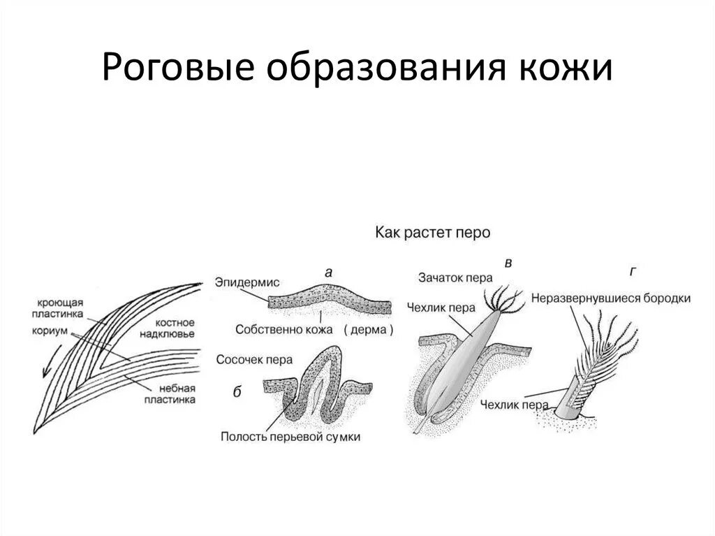 Покровы птиц кратко. Строение кожи птиц схема. Кожные покровы птиц и их производные. Строение производных кожи птиц. Кожный Покров птиц.