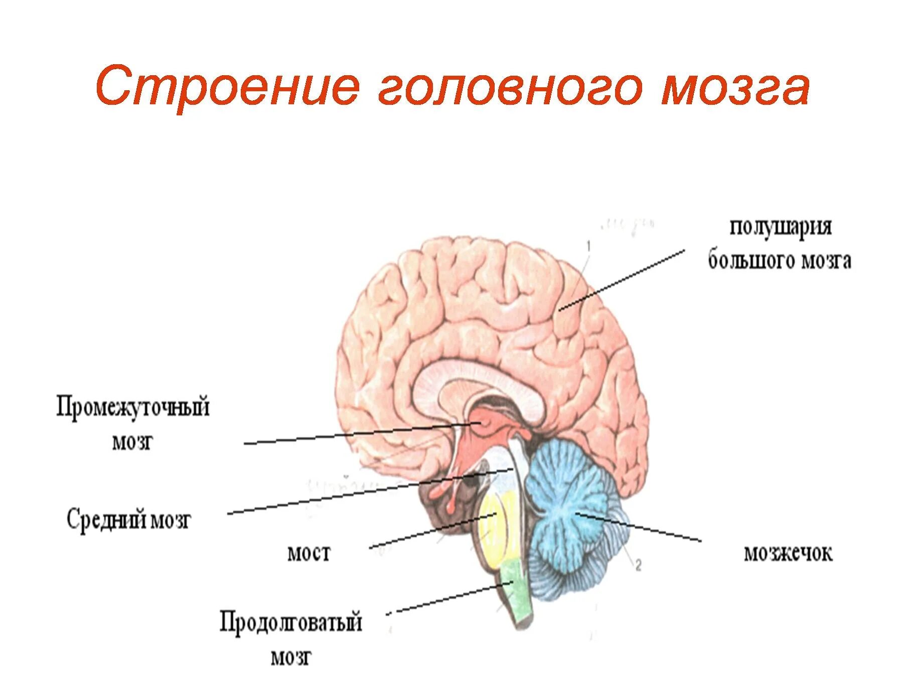 Головной мозг 7 класс. Головной мозг строение 8 кл. Схема строения отделов головного мозга. Строение головного мозга. Основные структуры головного мозга.. Головной мозг строение 3 класс.