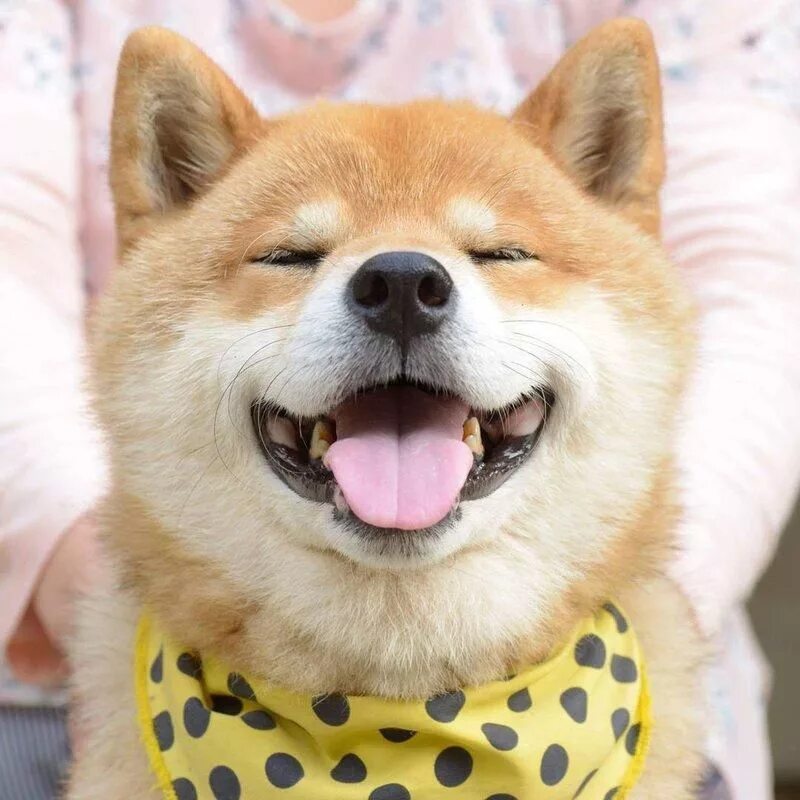 Золотистый улыбающийся пес. Шиба ину. Собака улыбака сиба ину. Акита ину собака улыбака. Сиба ину милые.