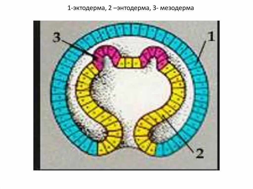 Мезодерма какая система. Эктодерма 2) энтодерма 3) мезодерма. Гаструляция эктодерма энтодерма мезодерма. Образование эктодермы и энтодермы. Гаструляция образование мезодермы.