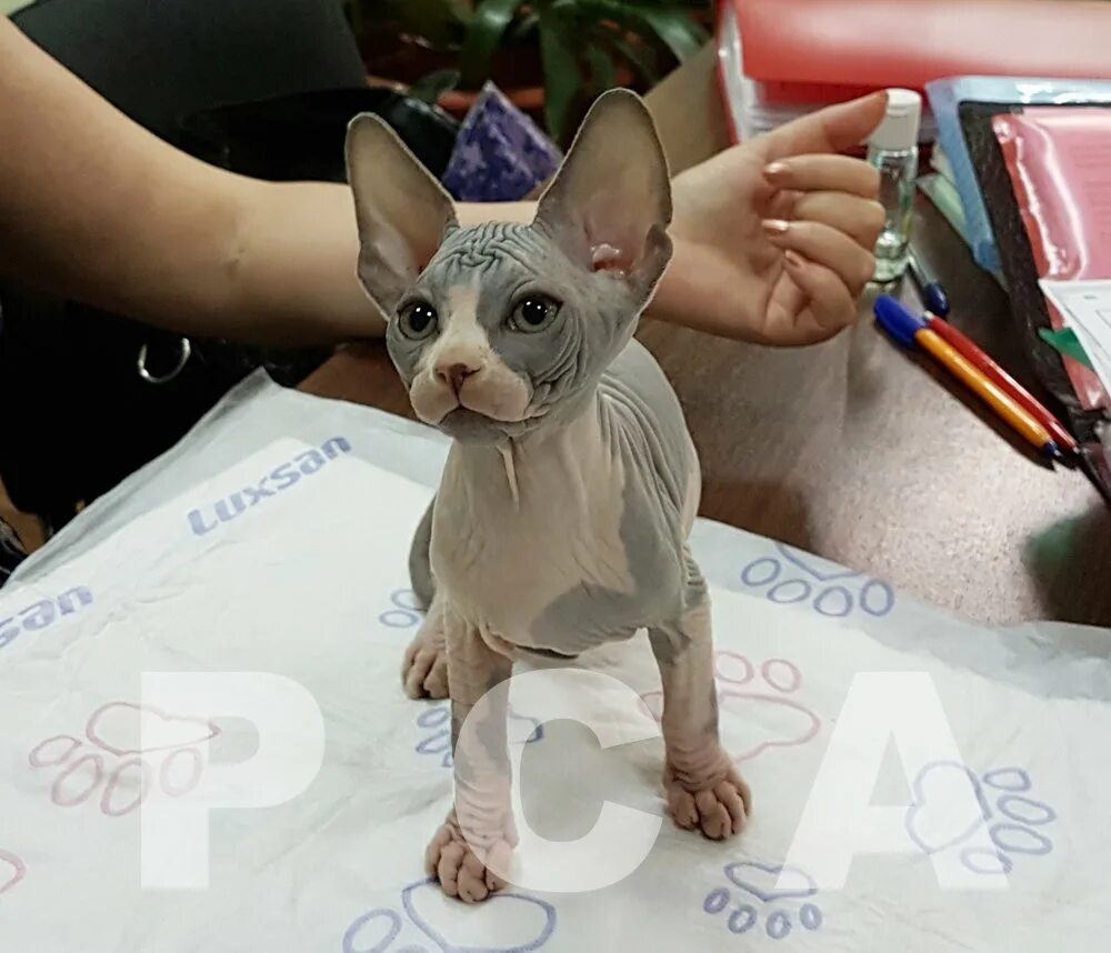 канадский сфинкс екатеринбург. канадский сфинкс екатеринбург. сфинкс окрас b33. сфинкс скорпион. канадский сфинкс екатеринбург.