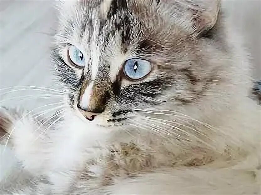Кошки димитровград. Кошки димитровград