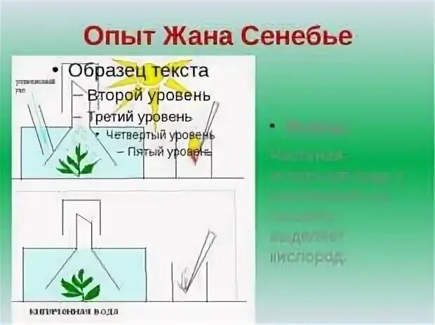 Опыт жана сенебье по фотосинтезу. Ж сенебье фотосинтез опыт. Опыт сенебье с водными растениями. Опыт с элодеей выделение кислорода. Опыт сенебье с водными растениями.