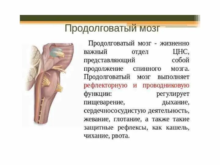 Функции продолговатого мозга человека. Функции продолговатого мозга. Продолговатый мозг выполняет функции. Продолговатый мозг презентация. Функции продолговатого мозга 8 класс биология