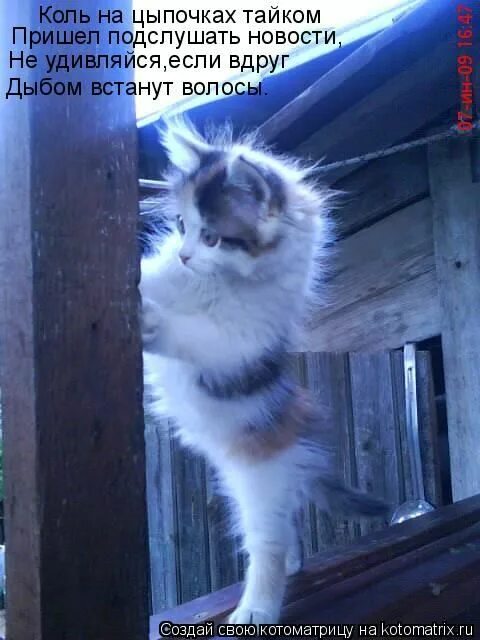 Звездочка упала прямо милому в штаны. С неба звездочка упала прямотгитлеру в штаны. Звездочка упала прямо милому в штаны. Звездочка упала прямо милому в штаны. С неба звездочка упала текст.