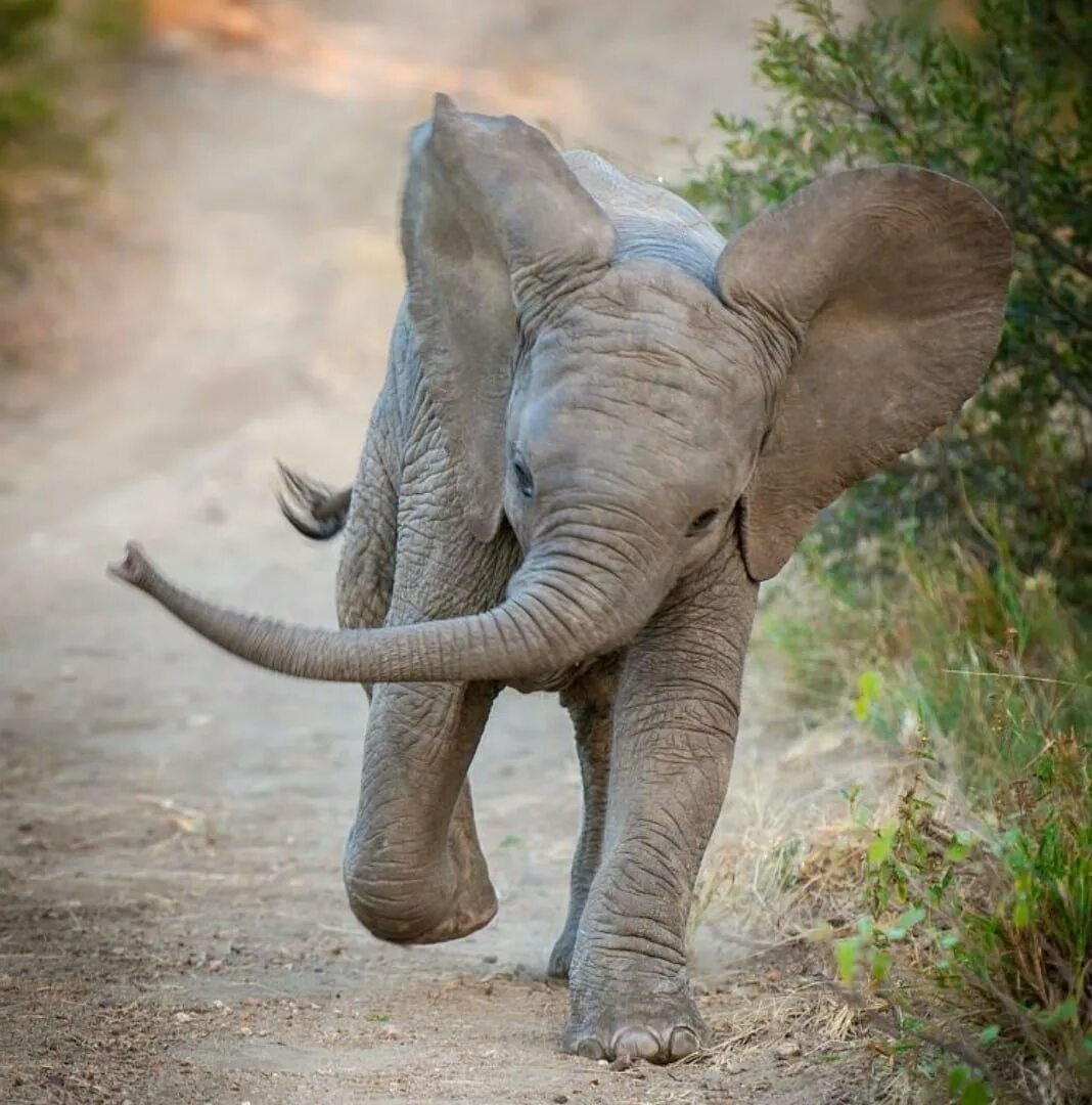 Слоненок. Красивый слон. Маленький Слоник. Смешные слоны. Слоник прикол