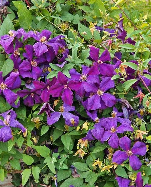 Clematis 'Polish Spirit' Clematis, Scent garden, Clematis vine