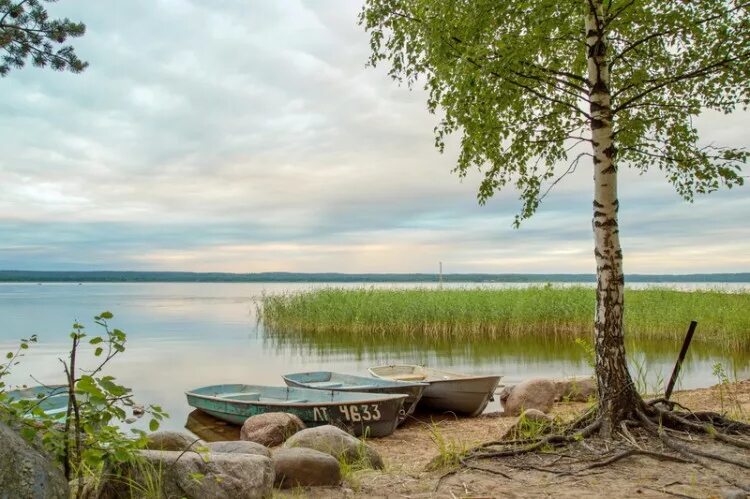 Лосево парк. Лосево парк Ленинградская область. Лосево база отдыха. Турбазе в Лосево Карелия.