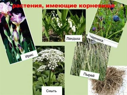 Растения имеющие боб