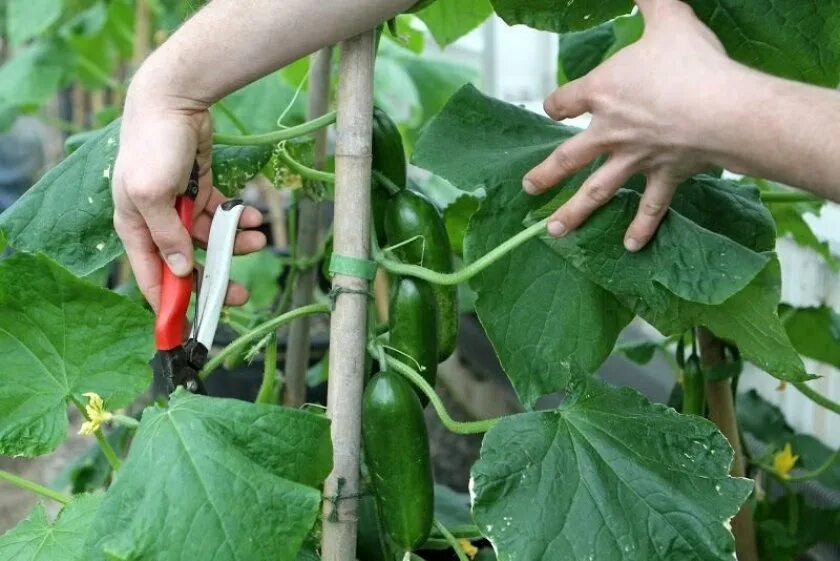 Нужно ли у огурцов обрывать. Пасынкование кабачков. Пасынкование огурцов. Пасынки на огурцах. Пасынковать огурцы в теплице.