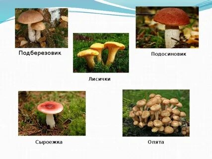 Подберезовик подосиновик гриб сыроежка