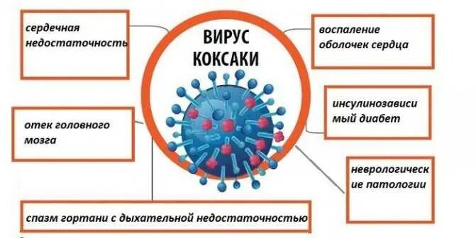 Коксаки вирус симптомы патогенез. Как выглядит сыпь при вирусе коксаки. Профилактика вирусных заболеваний у детей. Периоды энтеровирусной инфекции. Вирус коксаки лабораторная диагностика.