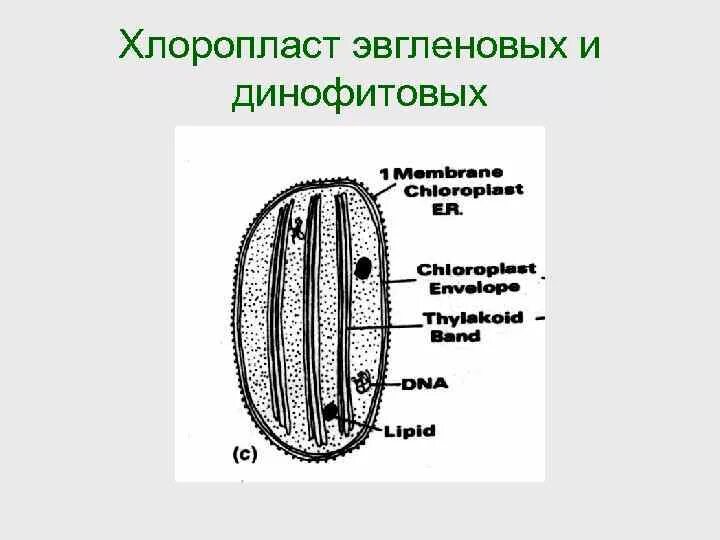 Хлоропласты у водорослей. Хлоропласты эвгленовых водорослей. Строение хлоропластов водорослей. Строение хлоропласта. Звездчатый хлоропласт.