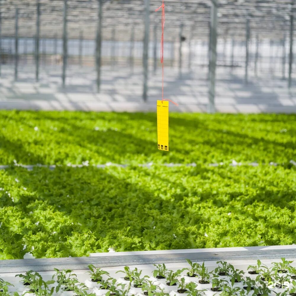 Теплицы белогорья. Теплицы белогорья. Теплицы белогорья разумное. Теплицы белогорья. Теплицы белогорья.