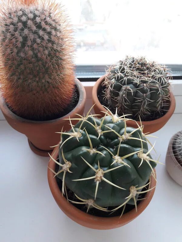 Кактус цереус форбса. Кактусовые сады бразилии. Tephrocactus geometricus. Кактус опунция микс. Кактус bloeiend.