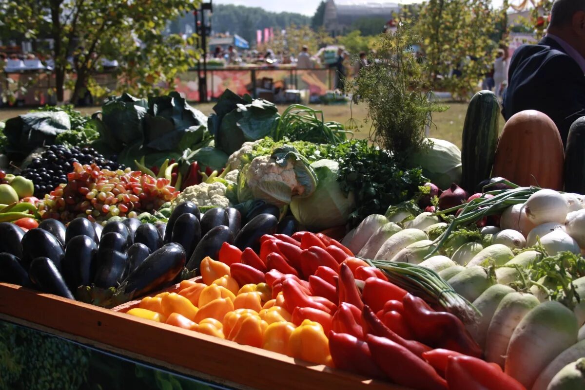 Купить с х в ставрополе. Растениеводство Ставропольского края. Продукция сельского хозяйства. Ставрополье сельское хозяйство. Продукты растениеводства.