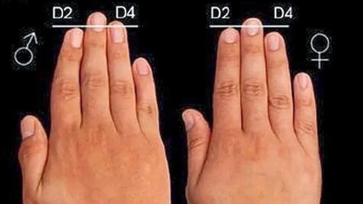 Сколько сантиметров пальцы. Соотношение указательного и безымянного пальца. Форма пальцев на руках. Мужские и женские пальцы.