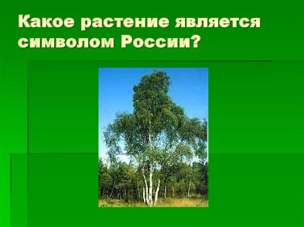 Растение символ страны. Растение символ России. Какое растение является символом. Какое растение является символом России. Растение в России ставшее символом.