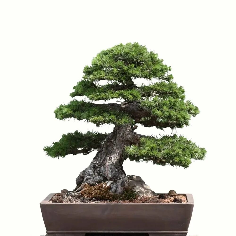 Бонсай тюхин. Илекс бонсай. Секвойядендрон бонсай. Хан кенгай бонсай. Бонсай нэцунагари.