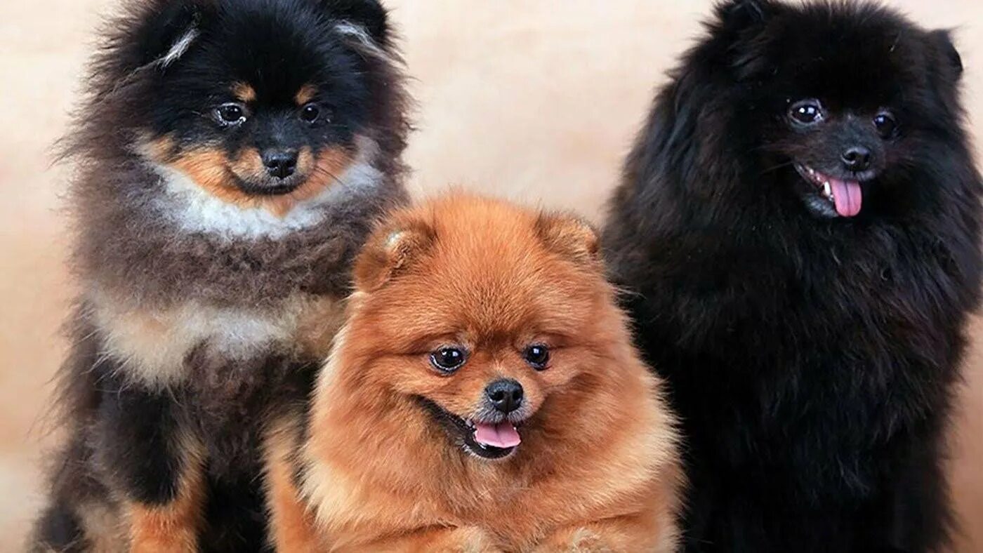 Шпиц ничего. Шпиц миттельшпиц. миттельшпиц. немецкий шпиц уход.