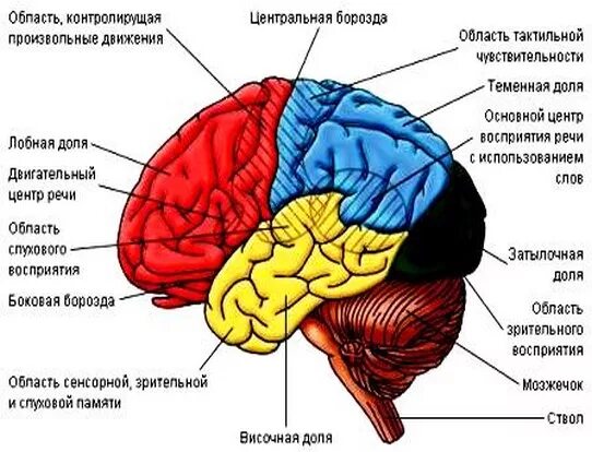 Какие зоны в лобной доле. Зона головного мозга теменная затылочная. Мозг теменно височная зона. В коре затылочной доли расположен центр. Доли головного мозга затылочная височная.