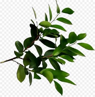 Branch plant