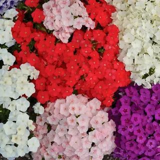 Флоксы друммонда микс