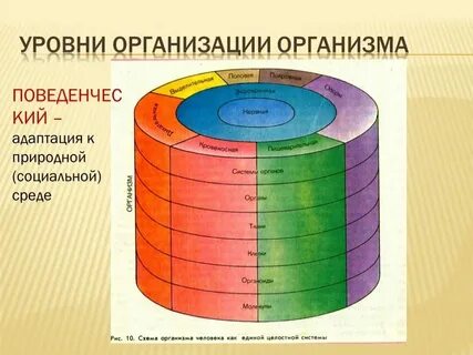 Структурные уровни биология