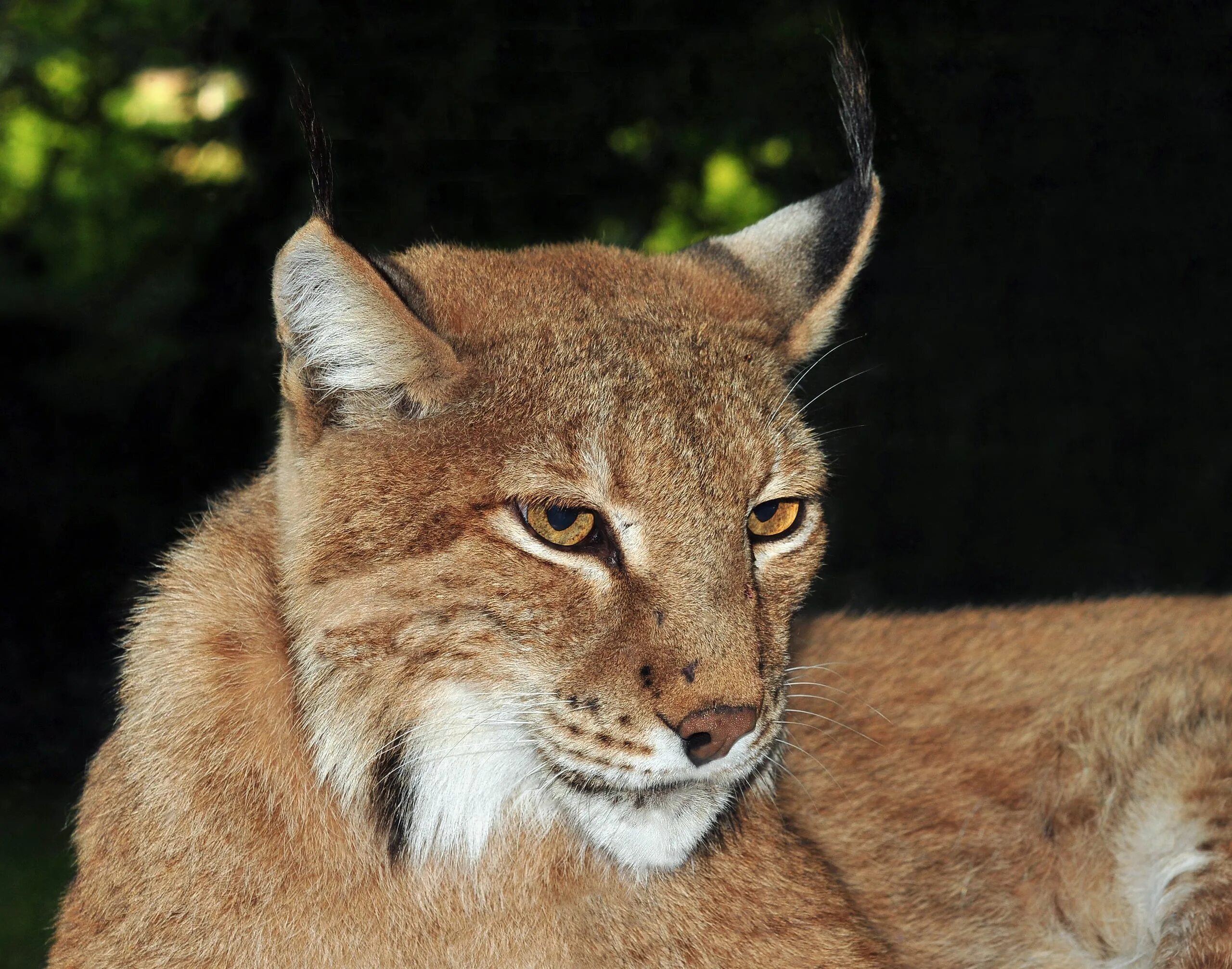 Настоящую рысь. Lynx lynx linnaeus. евразийская рысь lynx lynx. обыкновенная (евразийская) рысь. необыкновенная евразийская рысь.