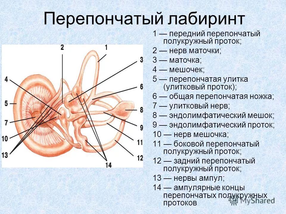 Внутреннее ухо 8. Перепончатый Лабиринт внутреннего уха анатомия. Перепончатый Лабиринт внутреннего уха состоит. Перепончатый Лабиринт улитки внутреннего уха. Строение ухо перепончатый Лабиринт.