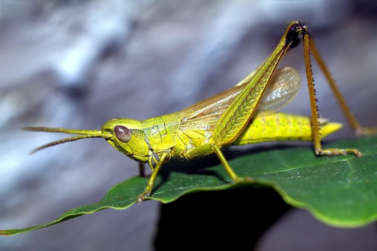 Лапка кузнечика. Углокрылый кузнечик. Кузнечик амбликорифа. Grasshopper («кузнечик», 1946).. Кузнечик насекомое.