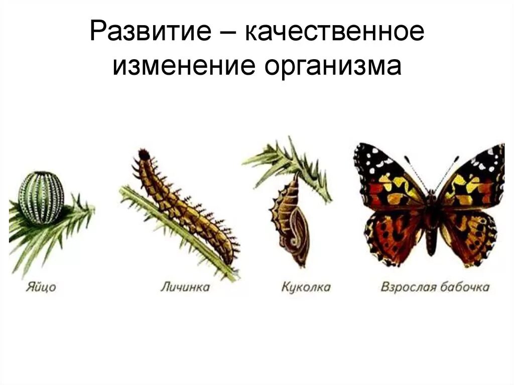 Конспект рост и развитие животных 8 класс. Развитие живых организмов. Рост и развитие живых организмов. Стадии развития живых организмов. Яйцо личинка бабочка.