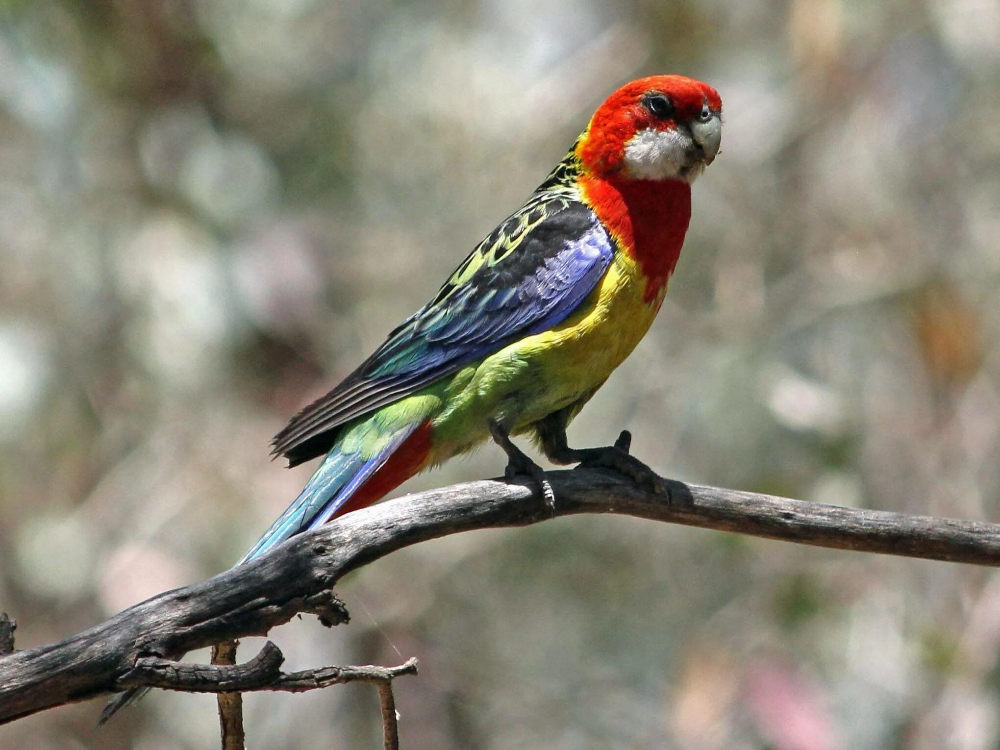 Розелла. Розелла. Попугай розелла бледноголовая. Розелла пестрая platycercus eximius. Пестрая розелла попугай.