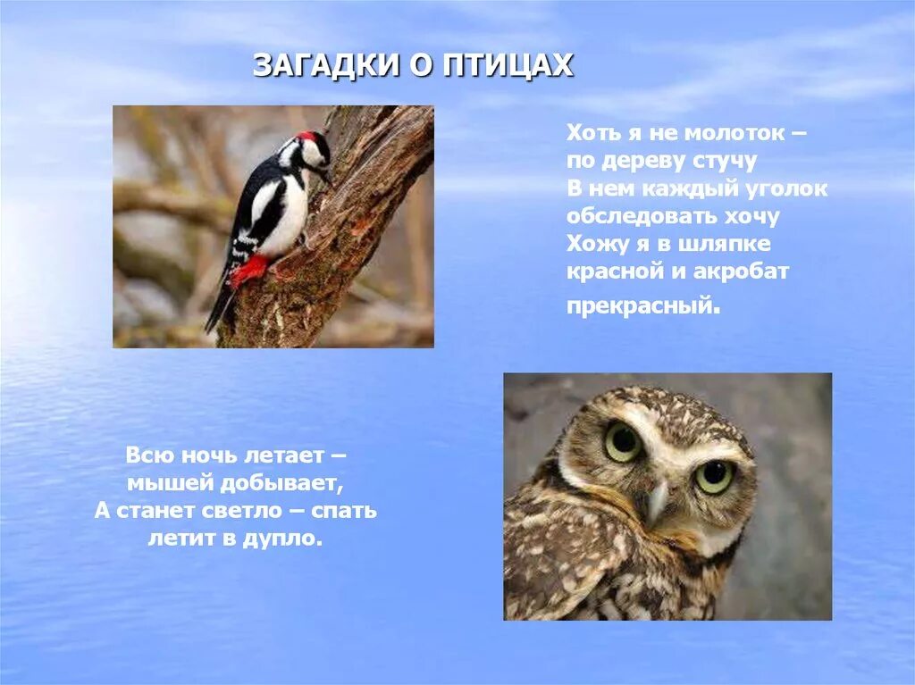 Загадки про птиц 4 лет. Загадки про птиц. Загадки про птиц для детей. Загадка про птичку. Загадки о пернатых.